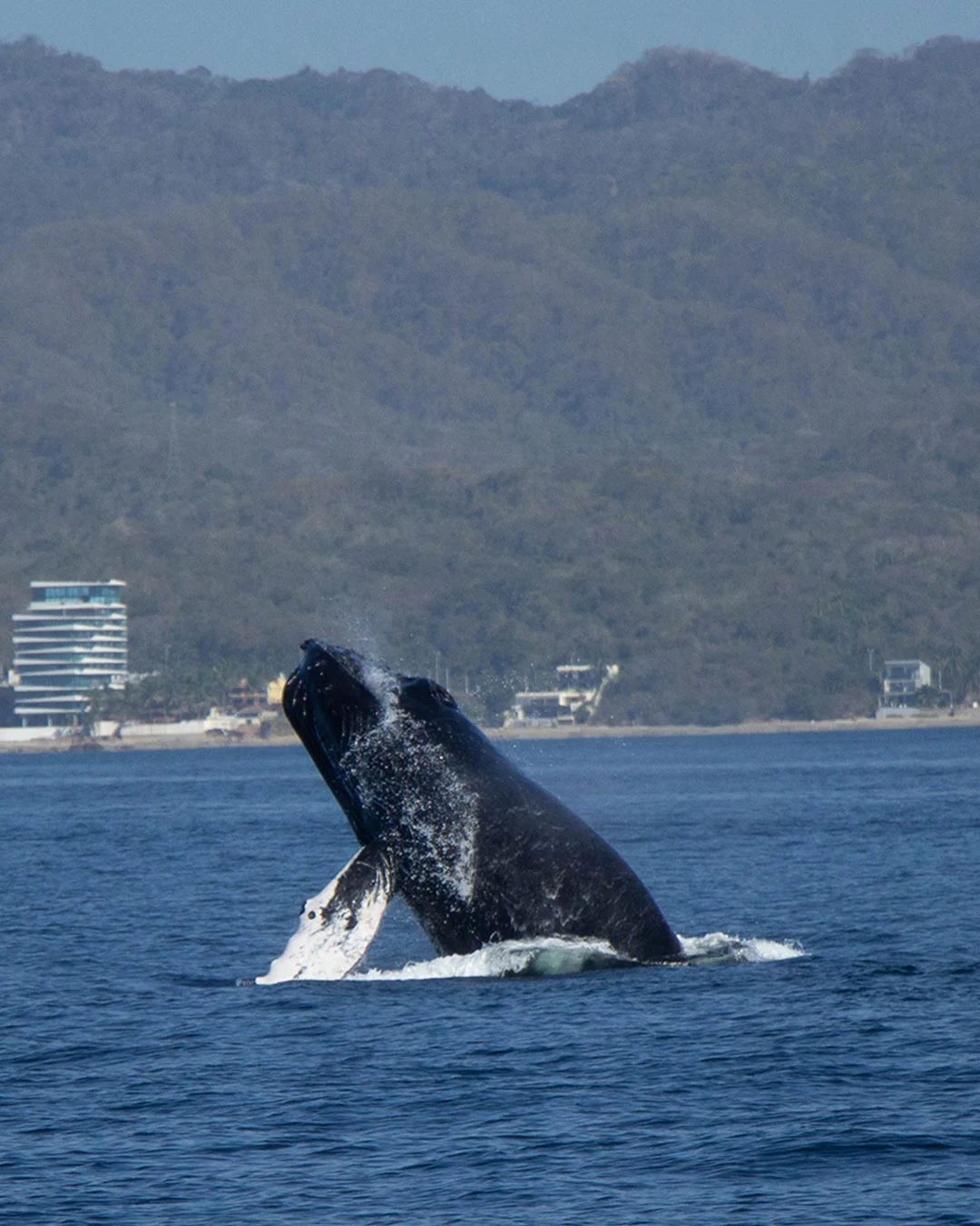 Whale Watching Puerto Vallarta