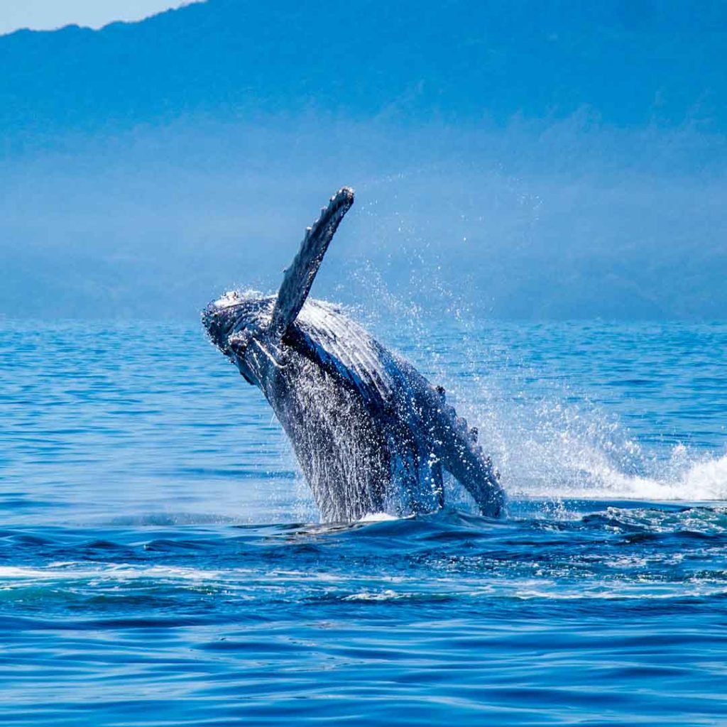 whale watching tour Puerto Vallarta