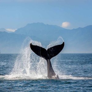 whale watching tour Puerto Vallarta