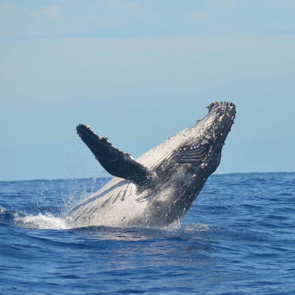 whale watching tour Puerto Vallarta