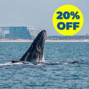 Whale Watching Tour In Puerto Vallarta - February