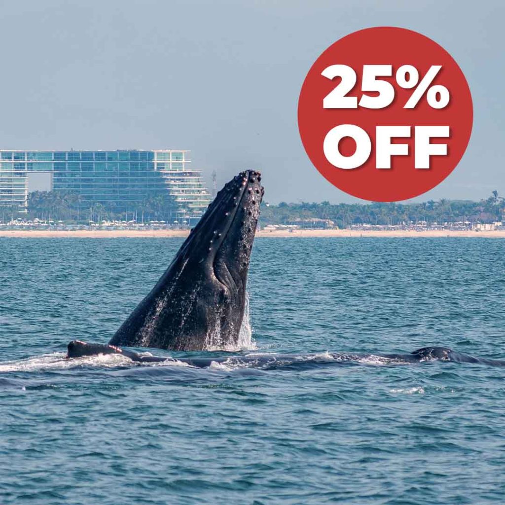 Whale Watching Tour in Puerto Vallarta
