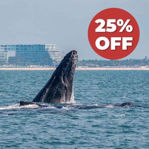 Whale Watching Tour in Puerto Vallarta