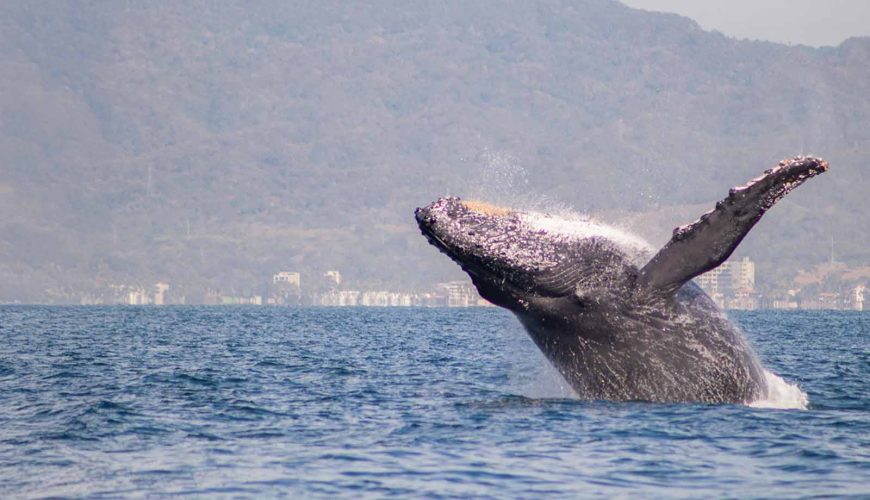 Ocean Wonders of Puerto Vallarta: Wildlife Spotting on Your Boat Tour