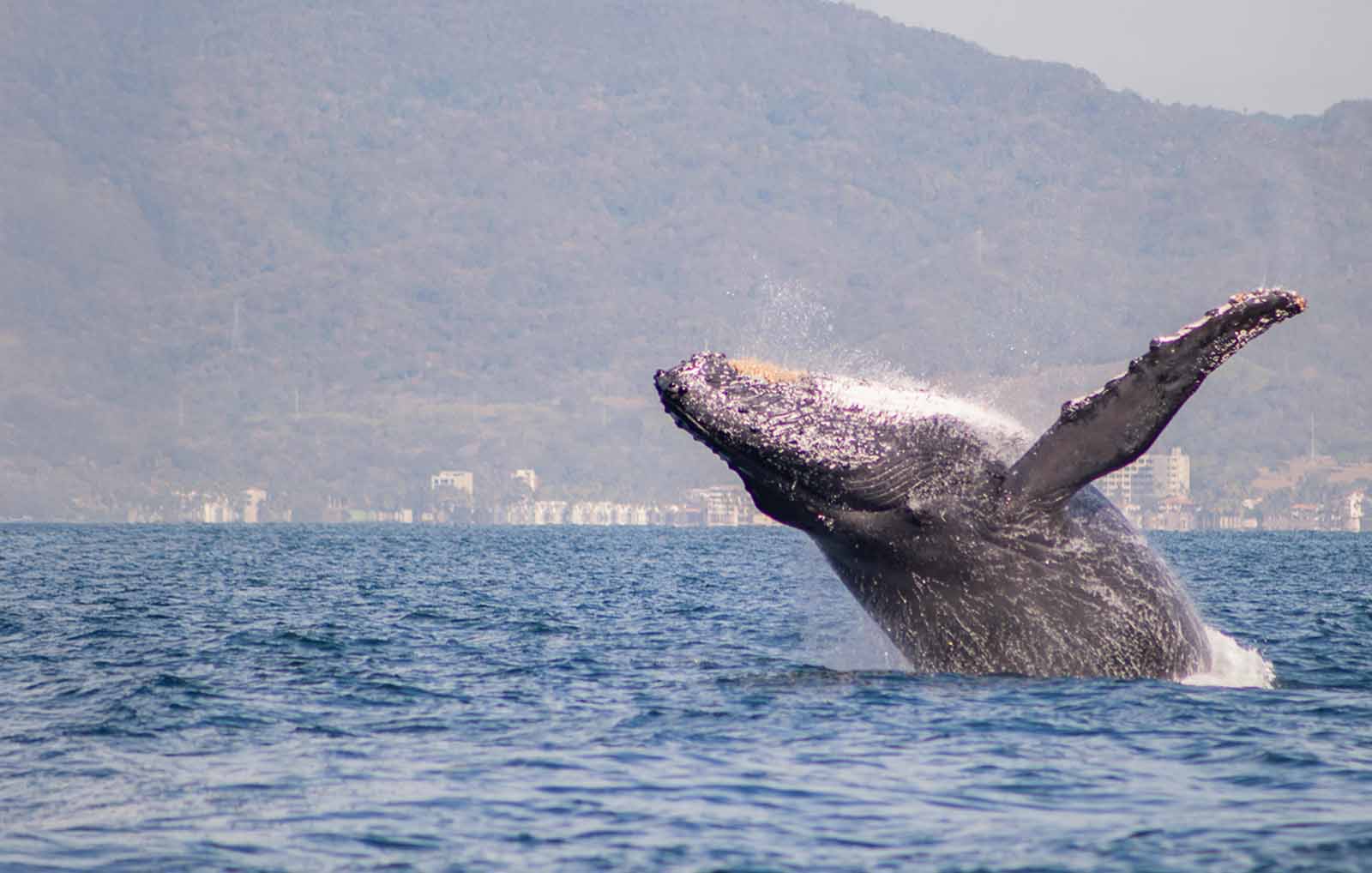 Ocean Wonders of Puerto Vallarta: Wildlife Spotting on Your Boat Tour
