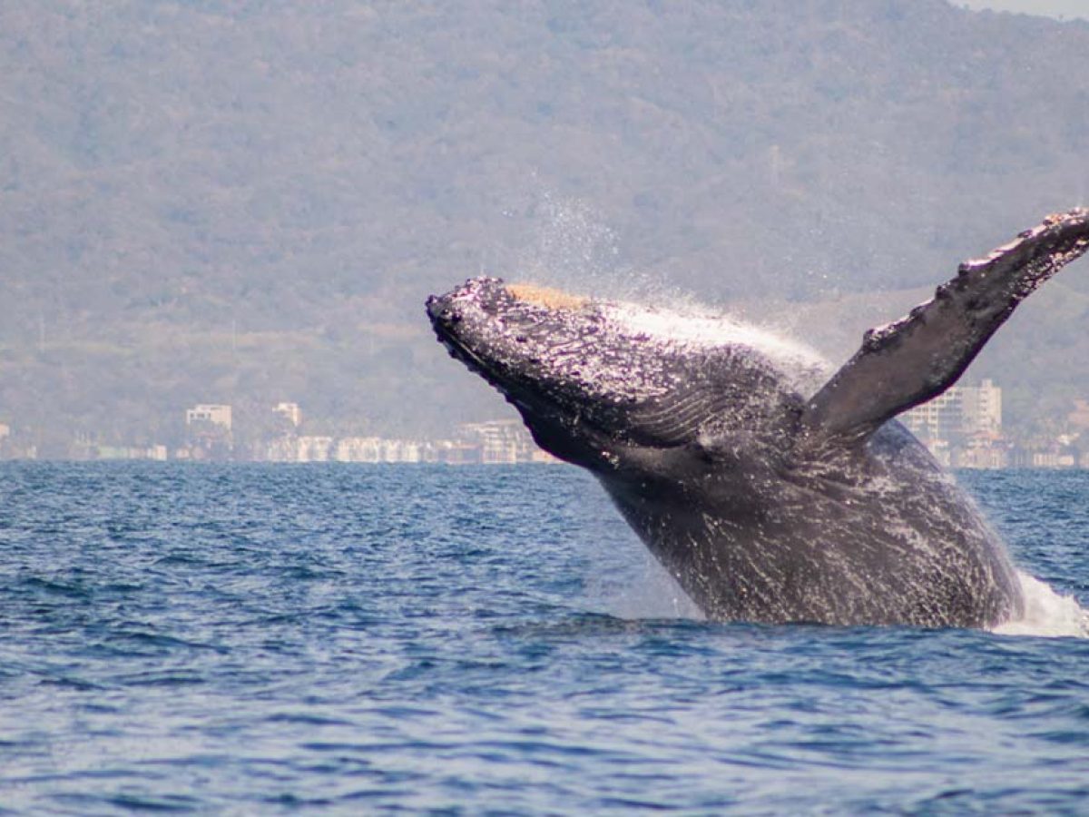 Puerto Vallarta Whale Watching Tour