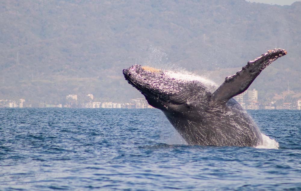 Puerto Vallarta Whale Watching Tour