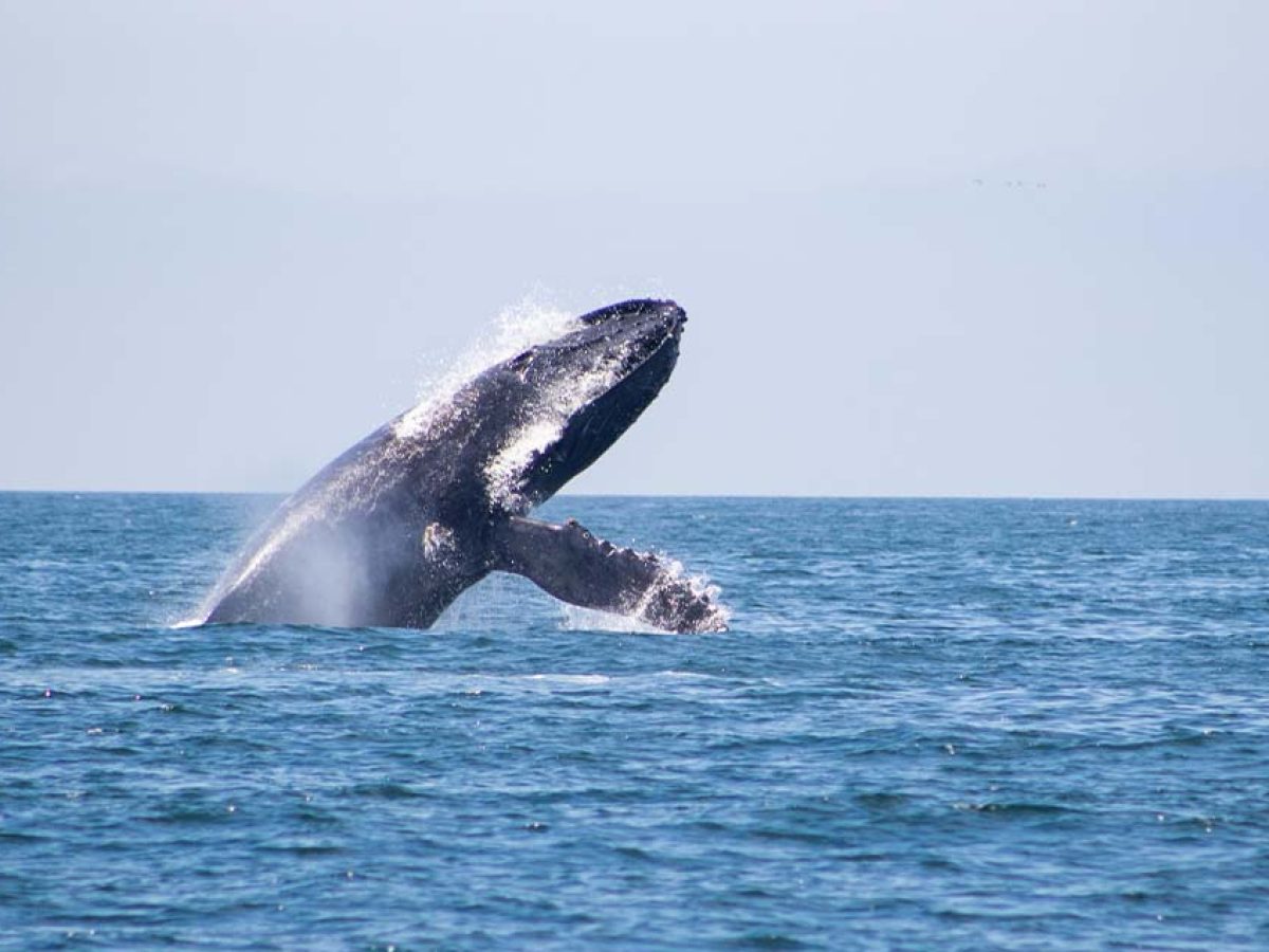 Puerto Vallarta Whale Watching Tour