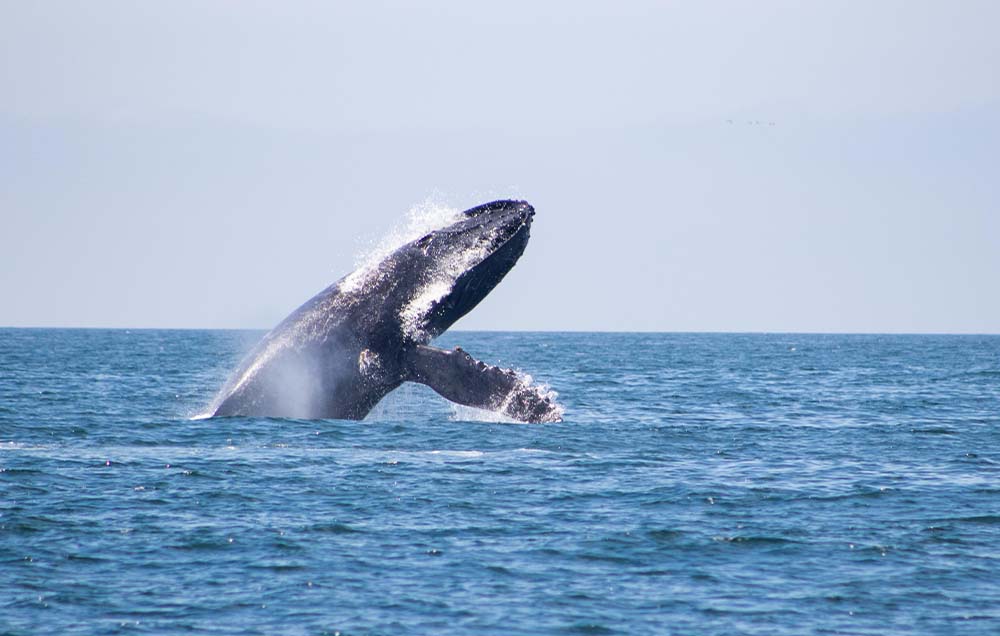 Puerto Vallarta Whale Watching Tour