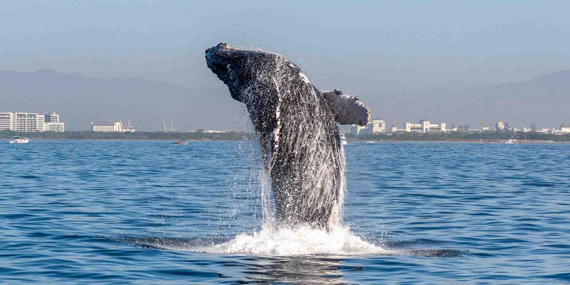 Puerto Vallarta Tours