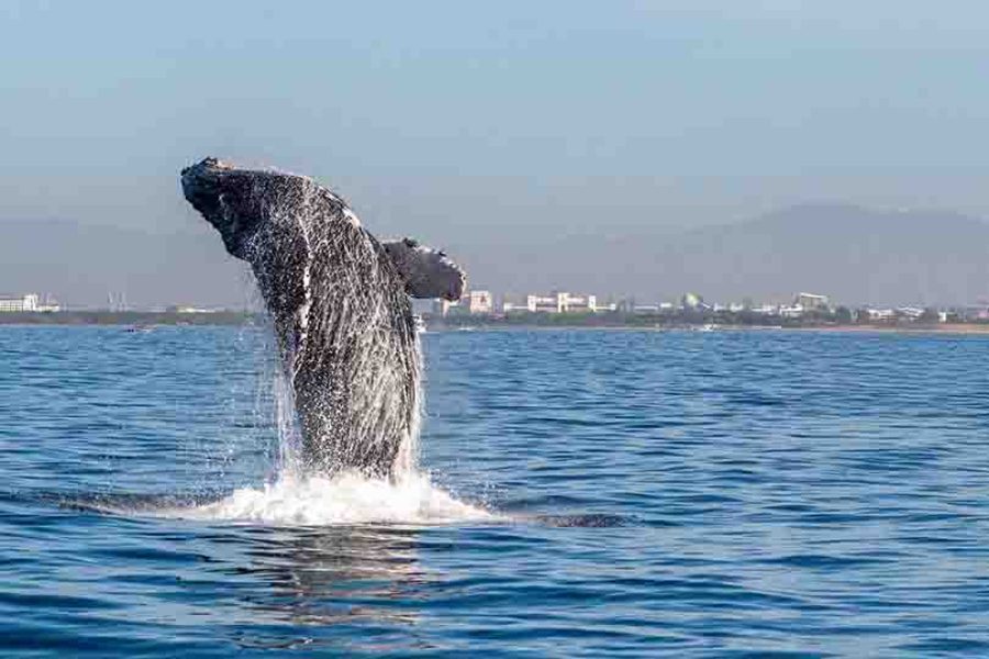 Whale Watching Tour