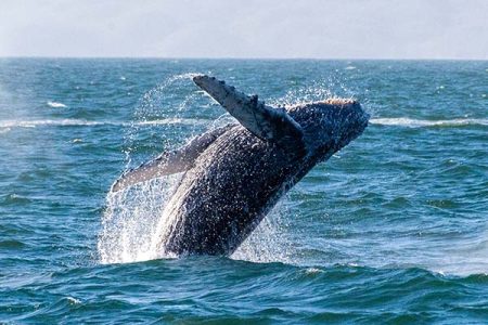 Whale Watching Tour in Puerto Vallarta Mini