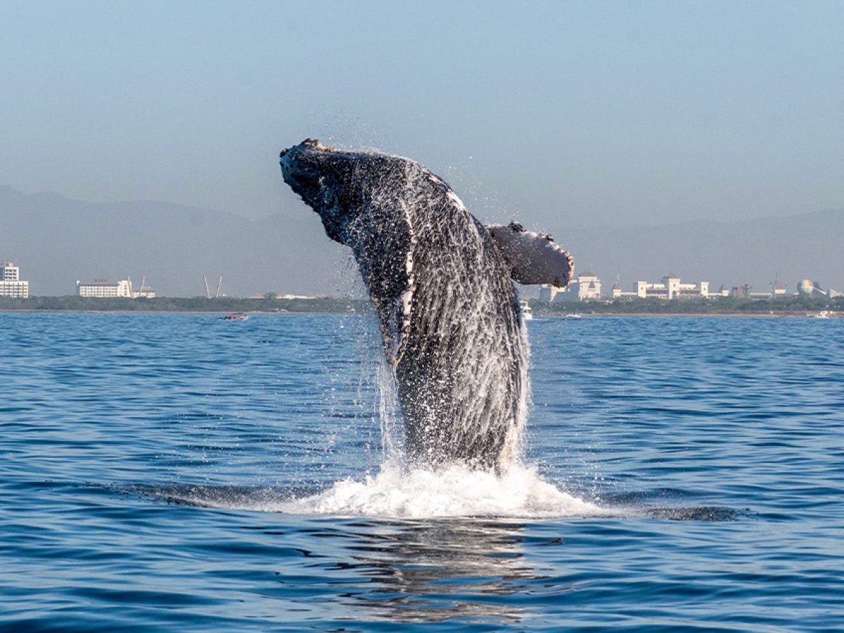 Humpback whale breaching during whale watching season Puerto Vallarta 2026.