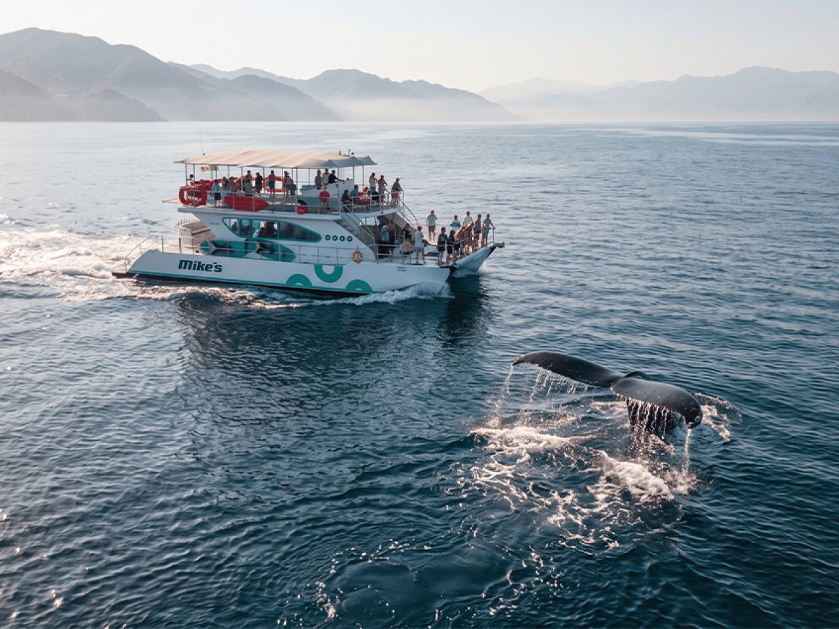 Mer Sea charter yacht cruising calm waters near Humpback whales in Puerto Vallarta.