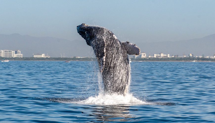 Humpback whale breaching during whale watching season Puerto Vallarta 2026.