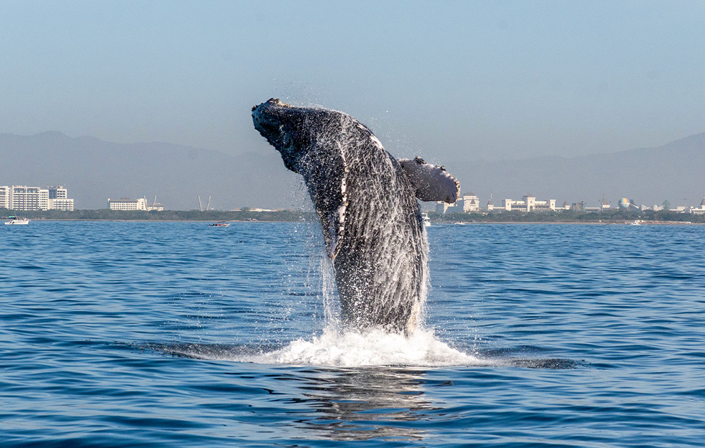 Humpback whale breaching during whale watching season Puerto Vallarta 2026.